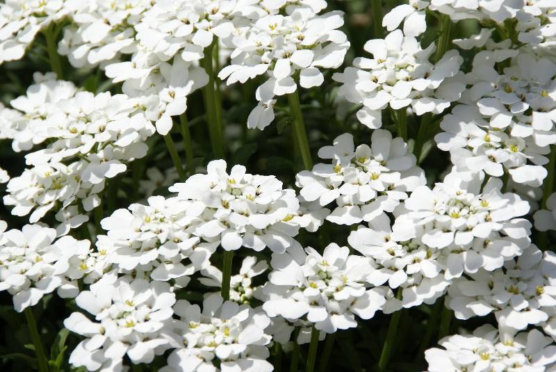 Unser Orchideenpark Bild Nr.004